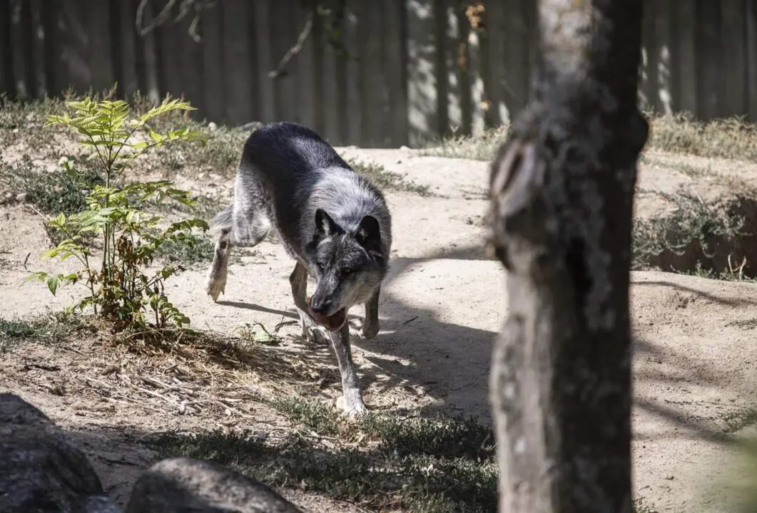  Archivo - Un lobo en el Zoo Aquarium de Madrid, a 12 de agosto de 2021, en Madrid, (Espa&ntilde;a). - Alejandro Mart&iacute;nez V&eacute;lez - Europa Press - Archivo 