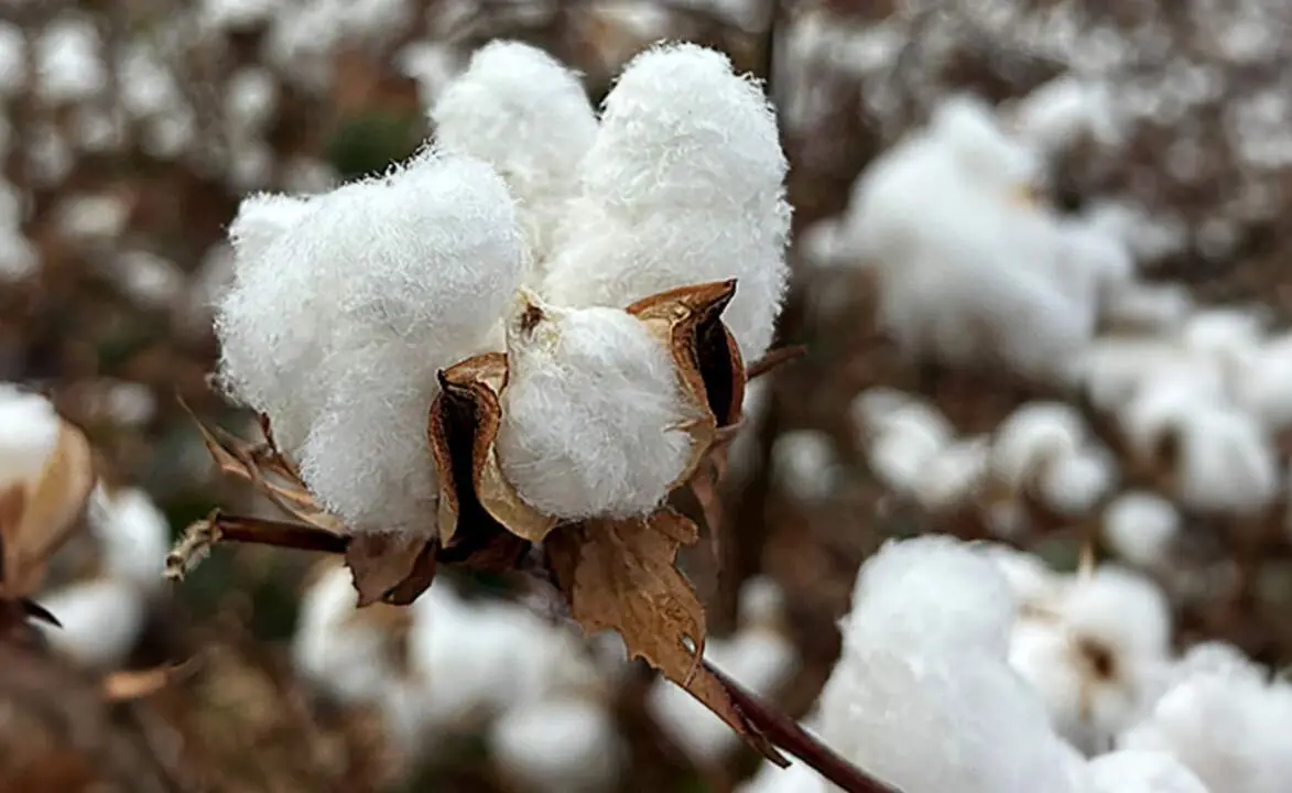  el &eacute;xito de la campa&ntilde;a EUCOTTON devuelve el protagonismo al sector algodonero europeo 
