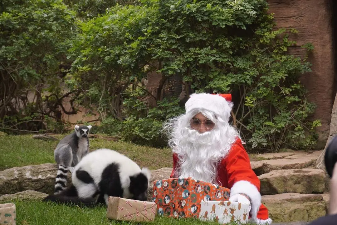  Pap&aacute; Noel visita Bioparc Fuengirola | NP Bioparc Fuengirola 