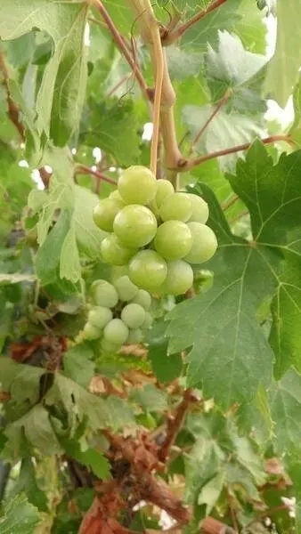  El fruto que da nuestra tierra, &iexcl;Bendita uva, bendito #montillamoriles!! 