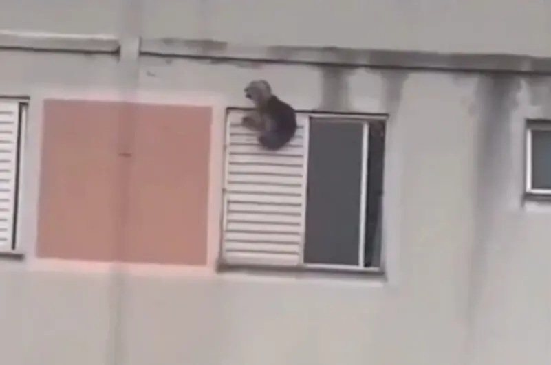  El perro a punto de caer y ser rescatado por su due&ntilde;a 