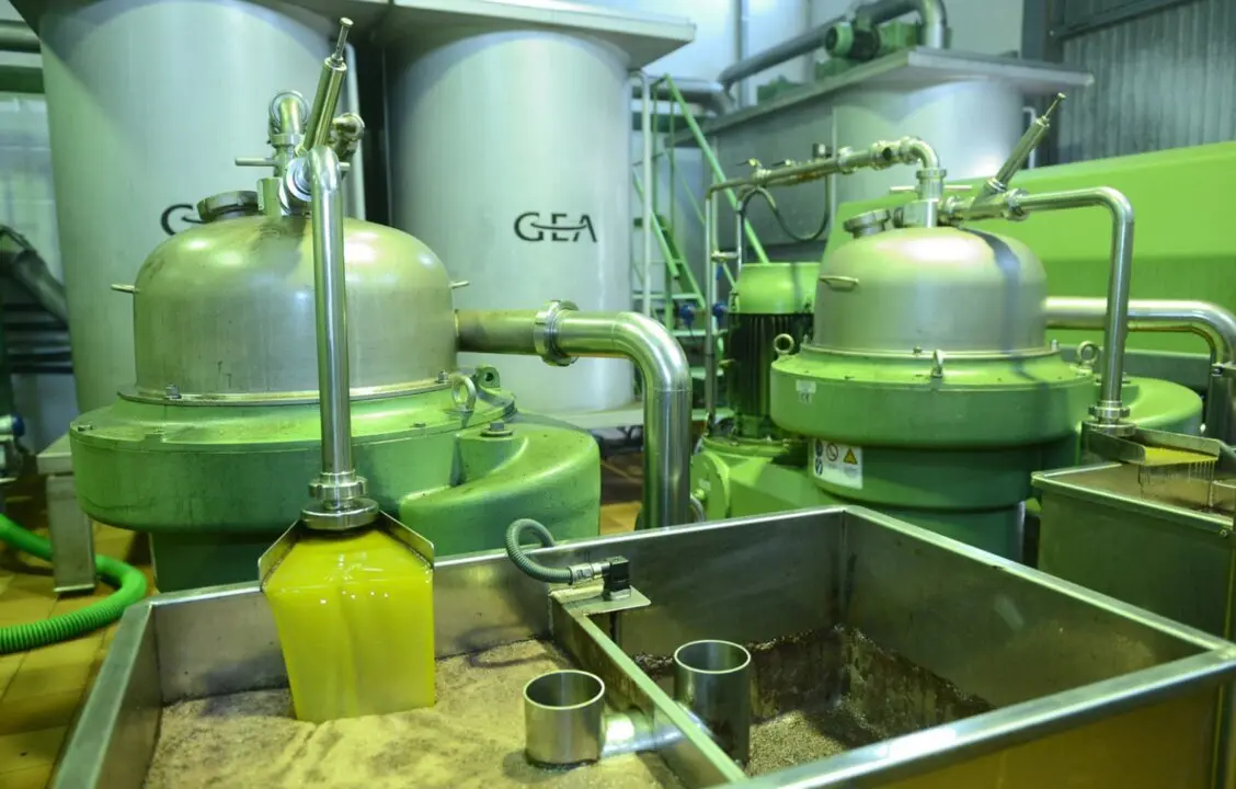  Aceite de oliva en una almazara. 