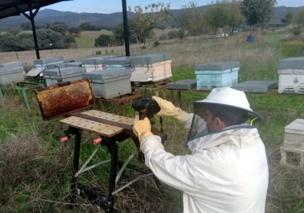  Un algoritmo basado en la IA ayuda a localizar las celdas llenas de miel en las colmenas 
