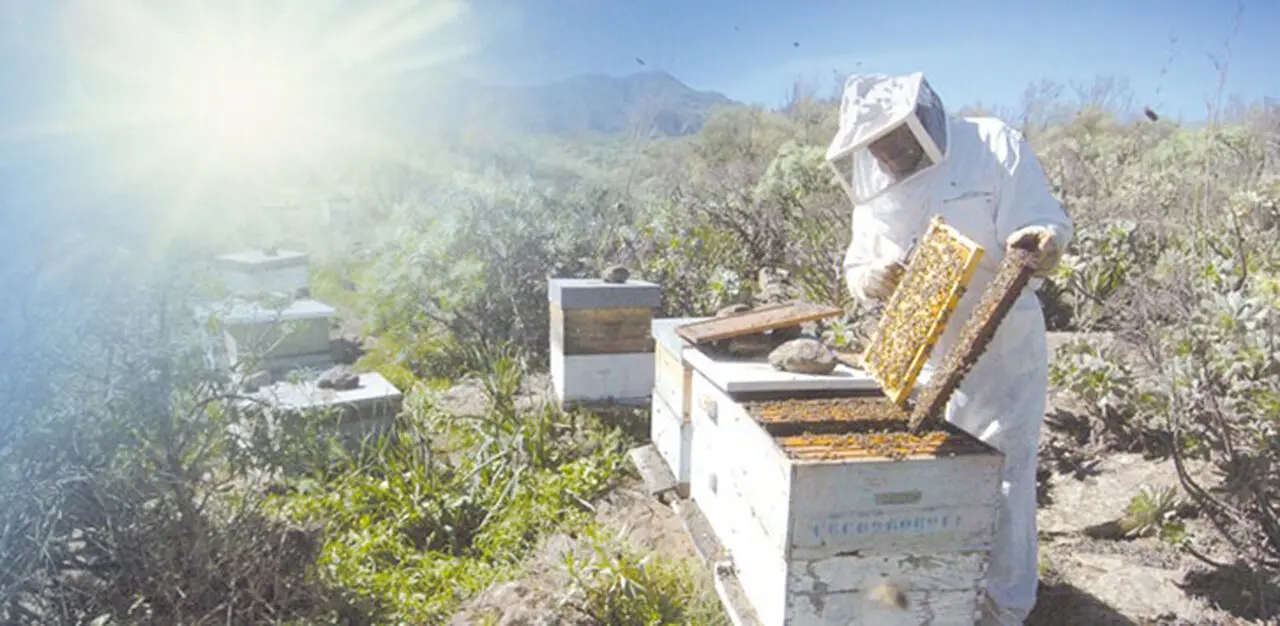  Colmenas de abejas 
