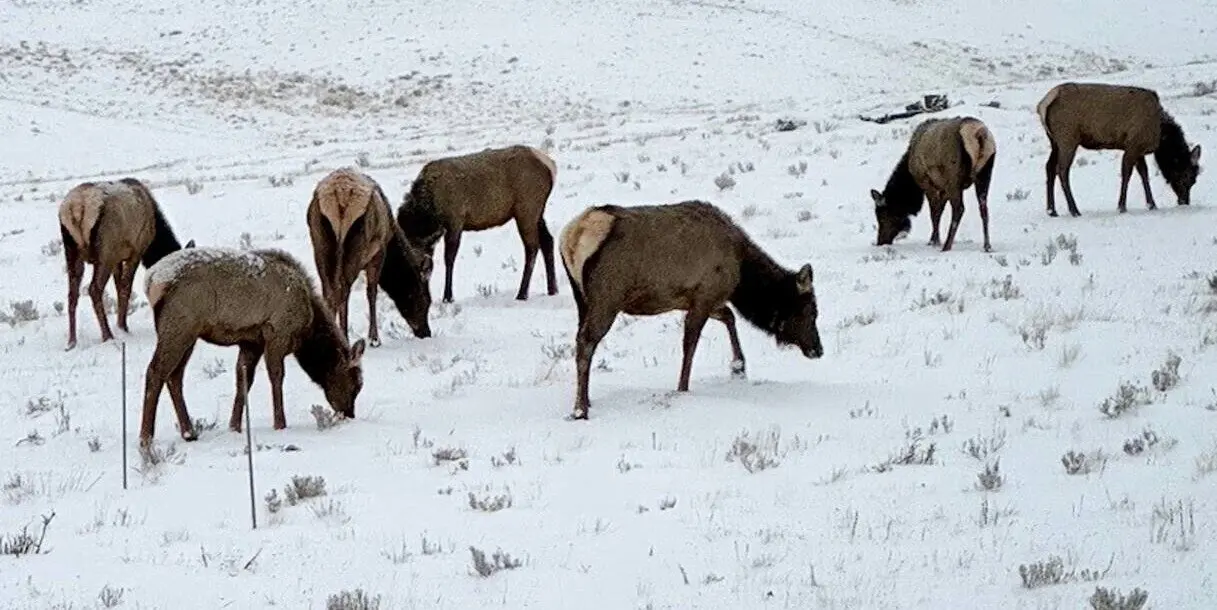  Acuerdo pionero en Colorado facilita la migraci&oacute;n de alces a trav&eacute;s de un rancho 