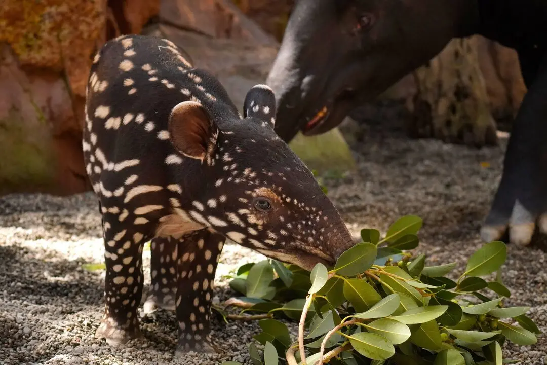  Cría tapir malayo Bioparc Fuengirola | NP Bioparc Fuengirola 