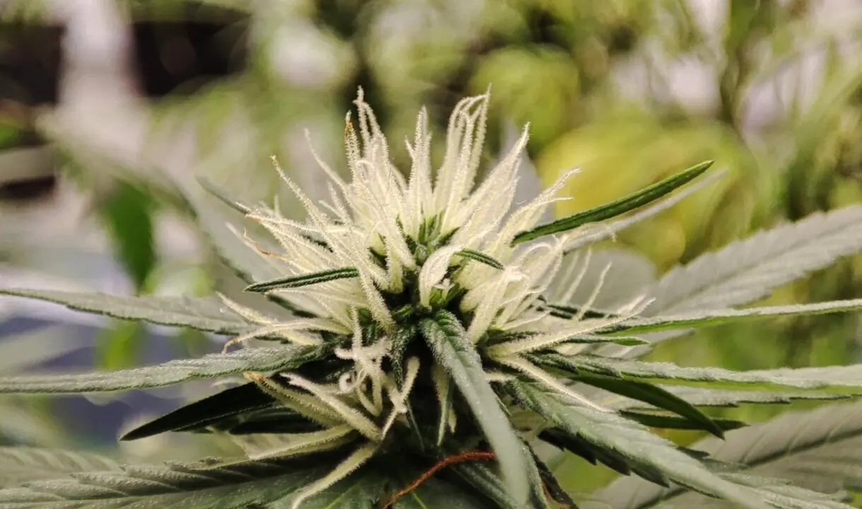  Un equipo investigador del CSIC realiza la primera aproximaci&oacute;n global a la diversidad gen&eacute;tica del cannabis. - RJB-CSIC 