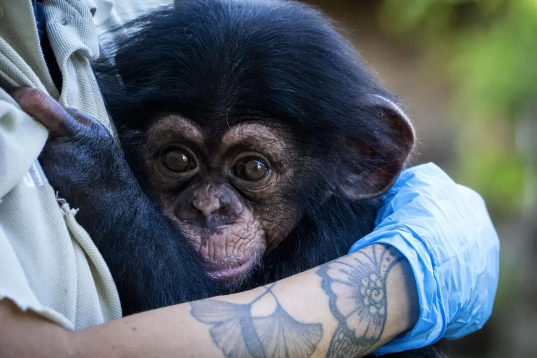  El chimpanc&eacute; nacido en Bioparc prosigue "con &eacute;xito" la &uacute;ltima fase de cuidad con contacto humano - BIOPARC | EP 