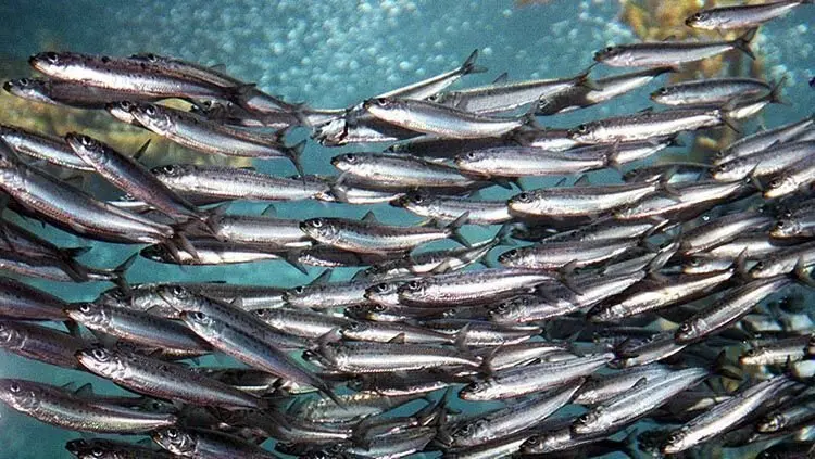  Sardina Ib&eacute;rica -naturahoy 