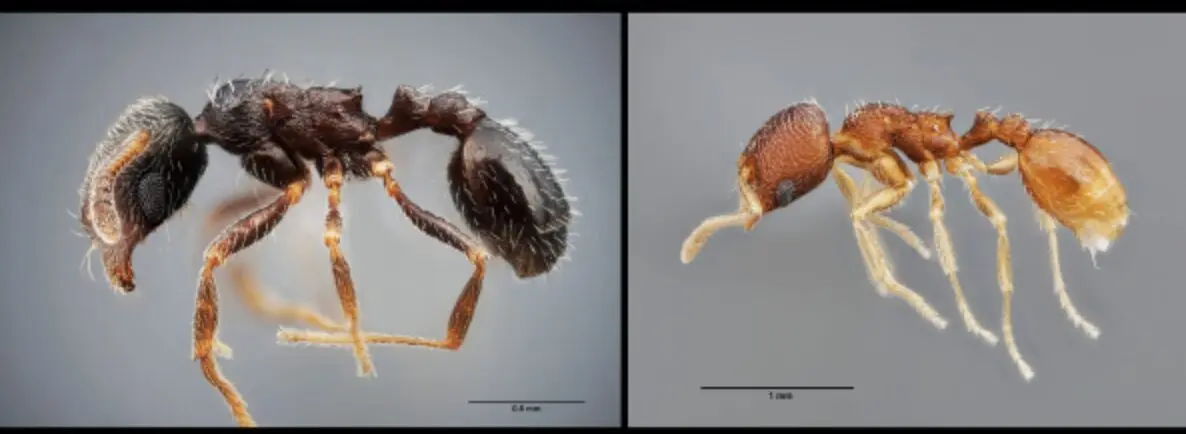  Las dos especies de hormigas identificadas 