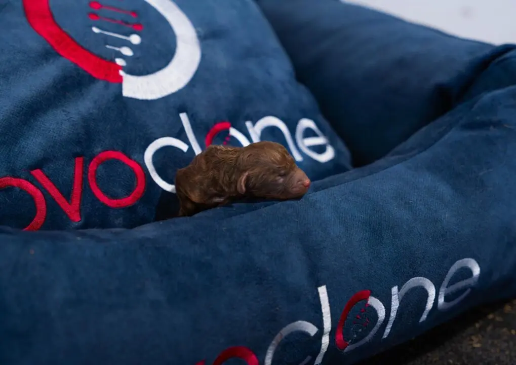  Clon id&eacute;ntico gen&eacute;ticamente al original<br>- INFO@OVOCLONE 