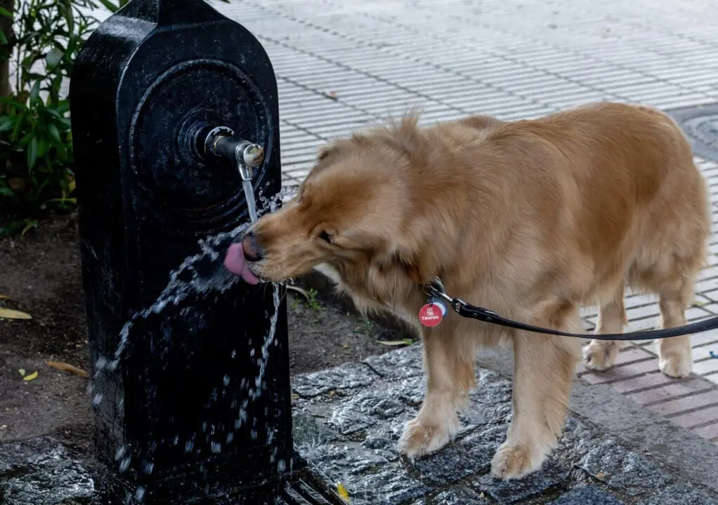  Un perro bebe agua de una fuente<br>- Ricardo Rubio - Europa Press 