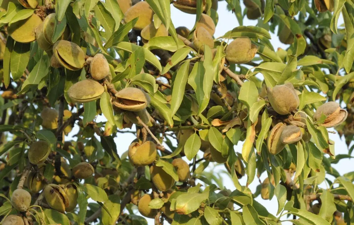  Archivo - Almendra en Alicante<br>- ASAJA ALICANTE - Archivo 