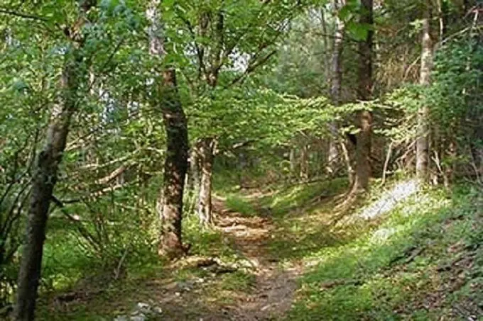  Bosque. Imagen de archivo 