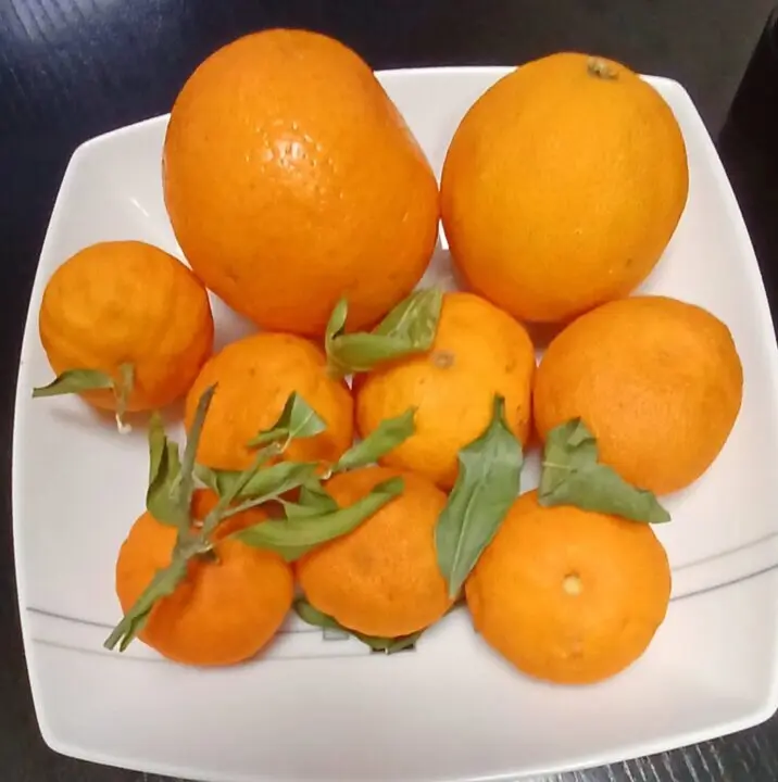  Archivo - Naranjas<br>- EUROPA PRESS - Archivo 