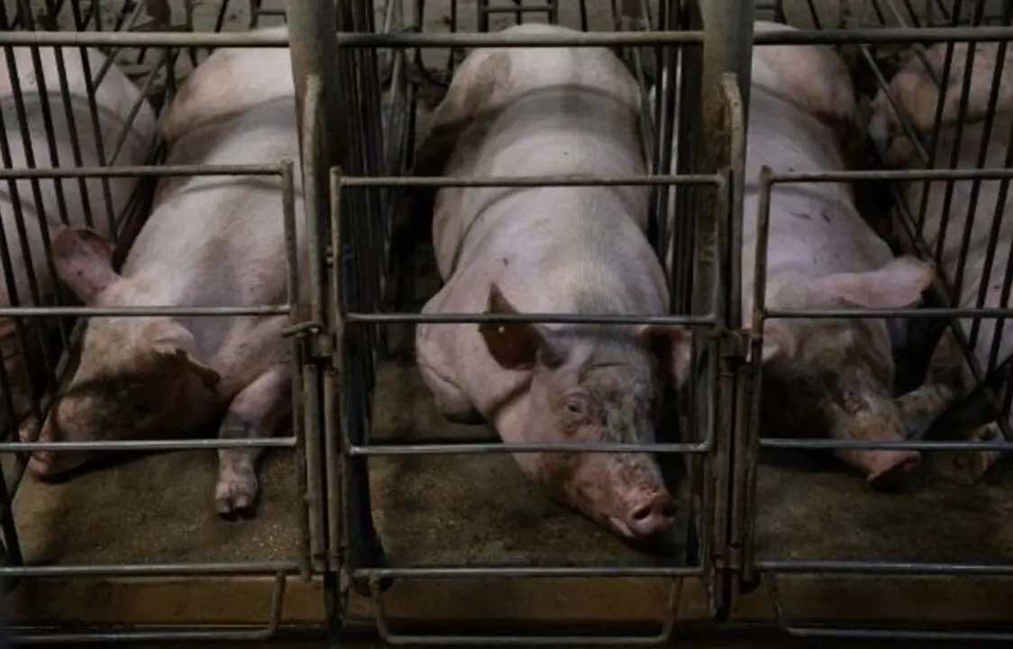  Cerdas enjauladas en granja espa&ntilde;ola.<br>- IGUALDAD ANIMAL / AITOR GARMENDIA 