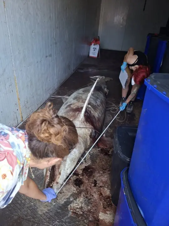  Imagen del cad&aacute;ver del delfin de grandes dimensiones descubierto en Melilla<br>- ASOCIACI&Oacute;N ECOLOGISTA GUELAYA | EP 