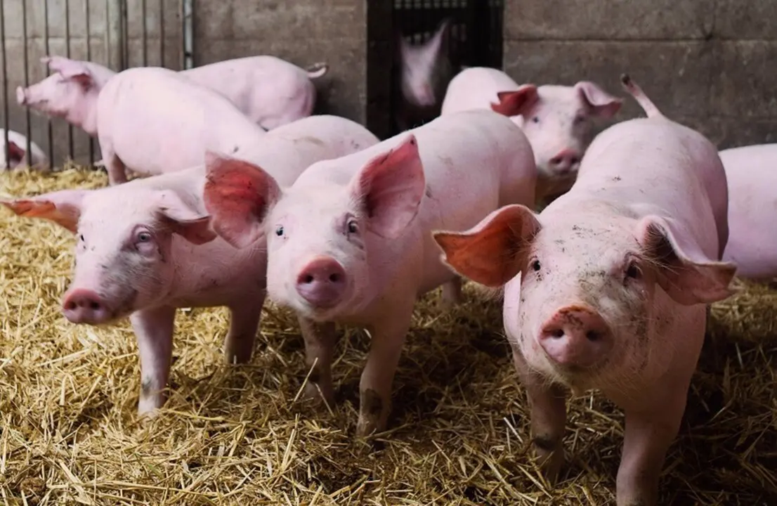 Imagen de recurso de ganado porcino.<br>- AVA 