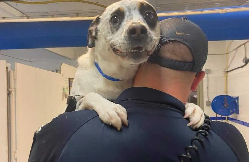  Centro de recursos para mascotas Best Friends - Facebook 