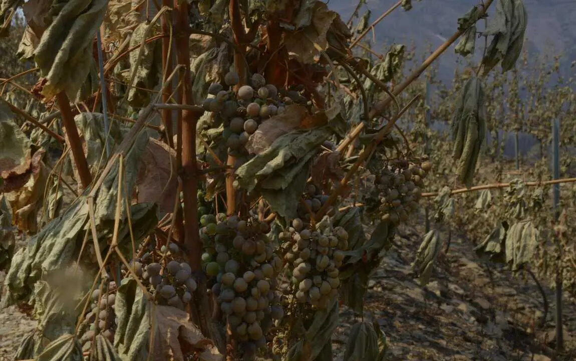  Archivo - Vi&ntilde;a afectado por el fuego en Ourense<br>- Rosa Veiga - Europa Press - Archivo 