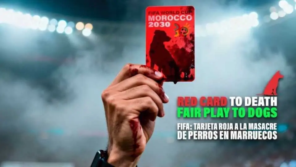  PACMA apela a la FIFA, al Gobierno y a la embajada de Marruecos para parar las "matanzas" de perros en este pa&iacute;s.<br>- PACMA 