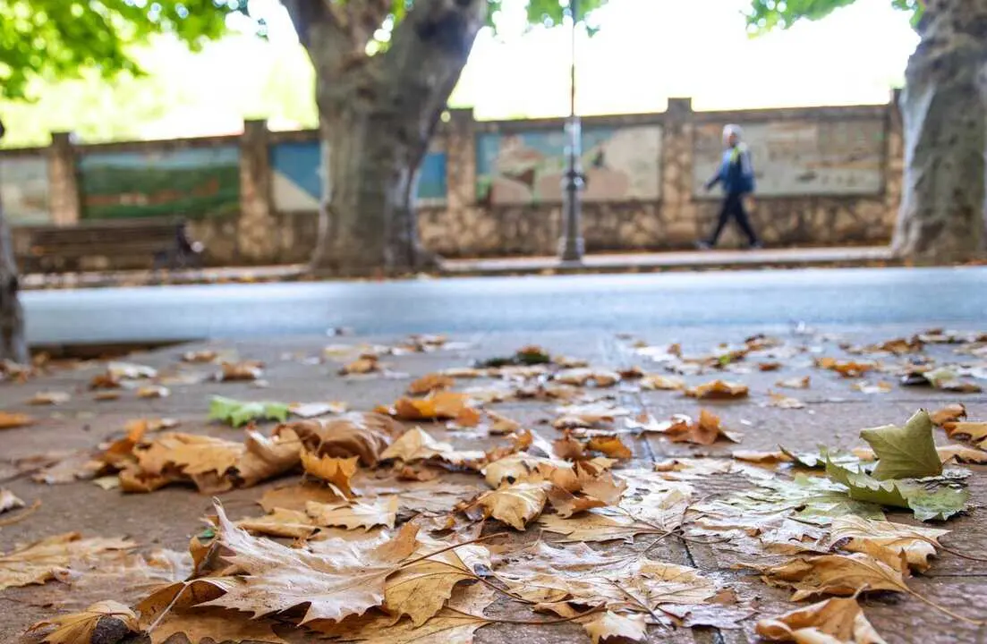 Archivo - Hojas secas en el comienzo del oto&ntilde;o 2023, en la Sierra del Segura, a 22 de septiembre de 2023, en Albacete, Castilla-La Mancha (Espa&ntilde;a).<br>- V&iacute;ctor Fern&aacute;ndez - Europa Press - Archivo 