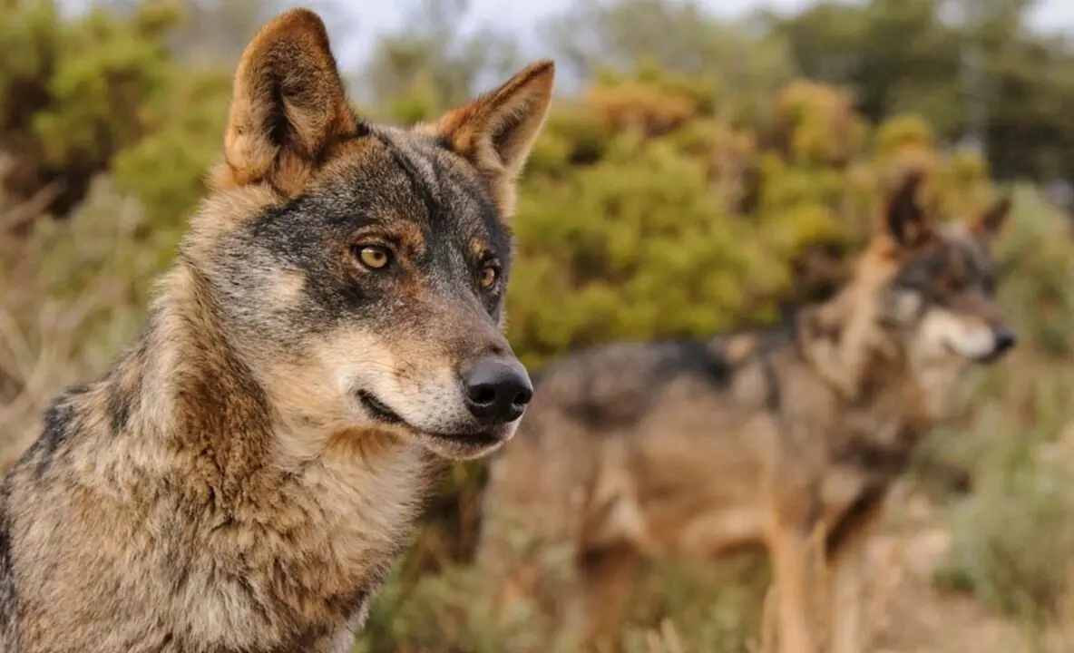 Archivo - Lobo
- WWF - Archivo