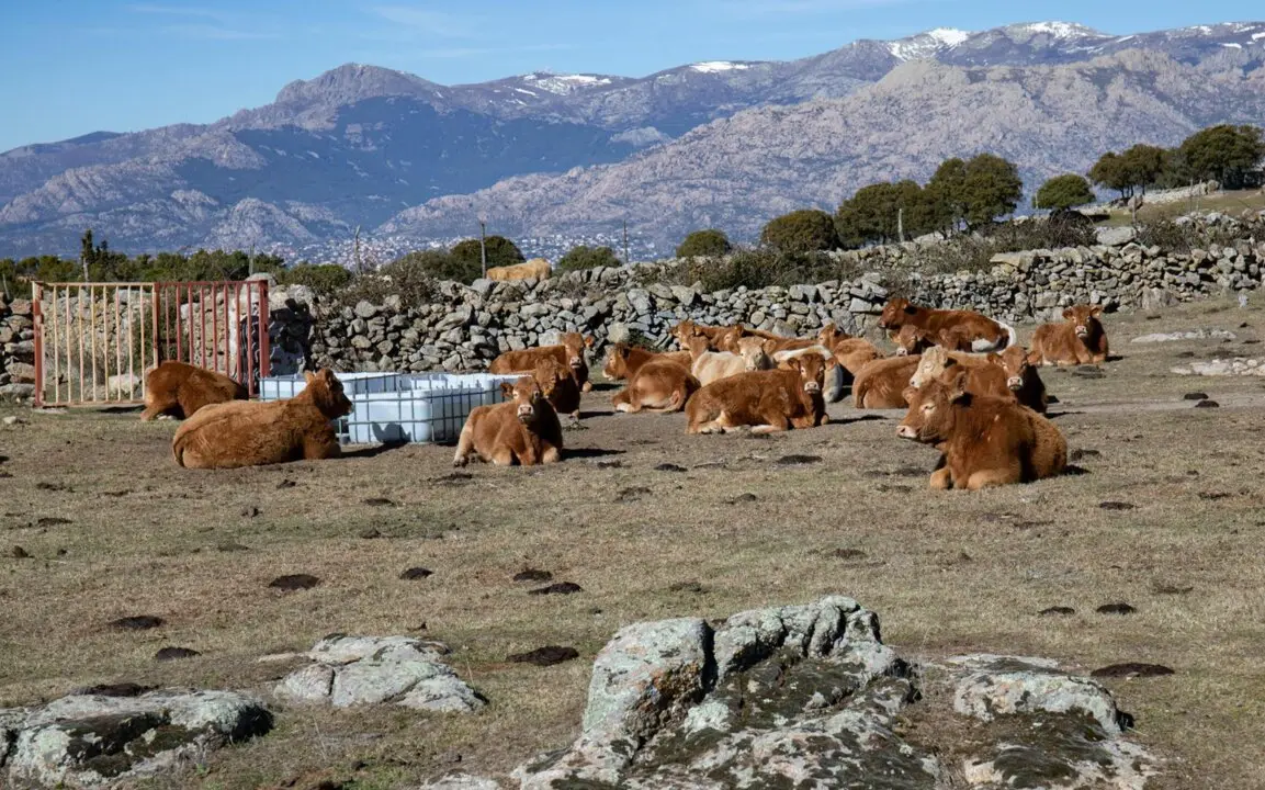 Archivo - Var&iacute;as vacas descansan
- Rafael Bastante - Europa Press - Archivo