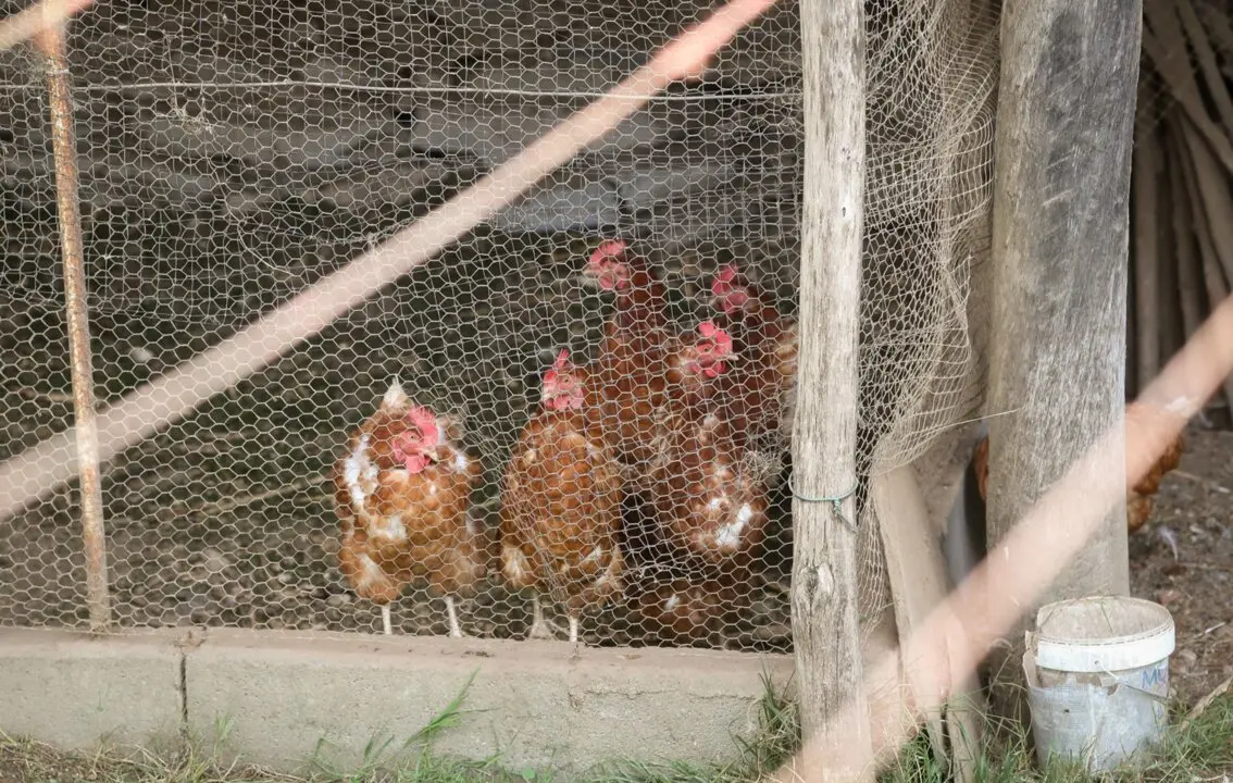 Gallinas en gallineros.
- Carlos Castro - Europa Press