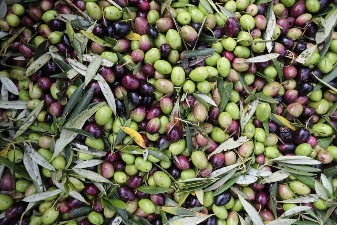 Varias aceitunas durante el comienzo de la campa&ntilde;a de recogida,
- Carlos Castro - Europa Press
