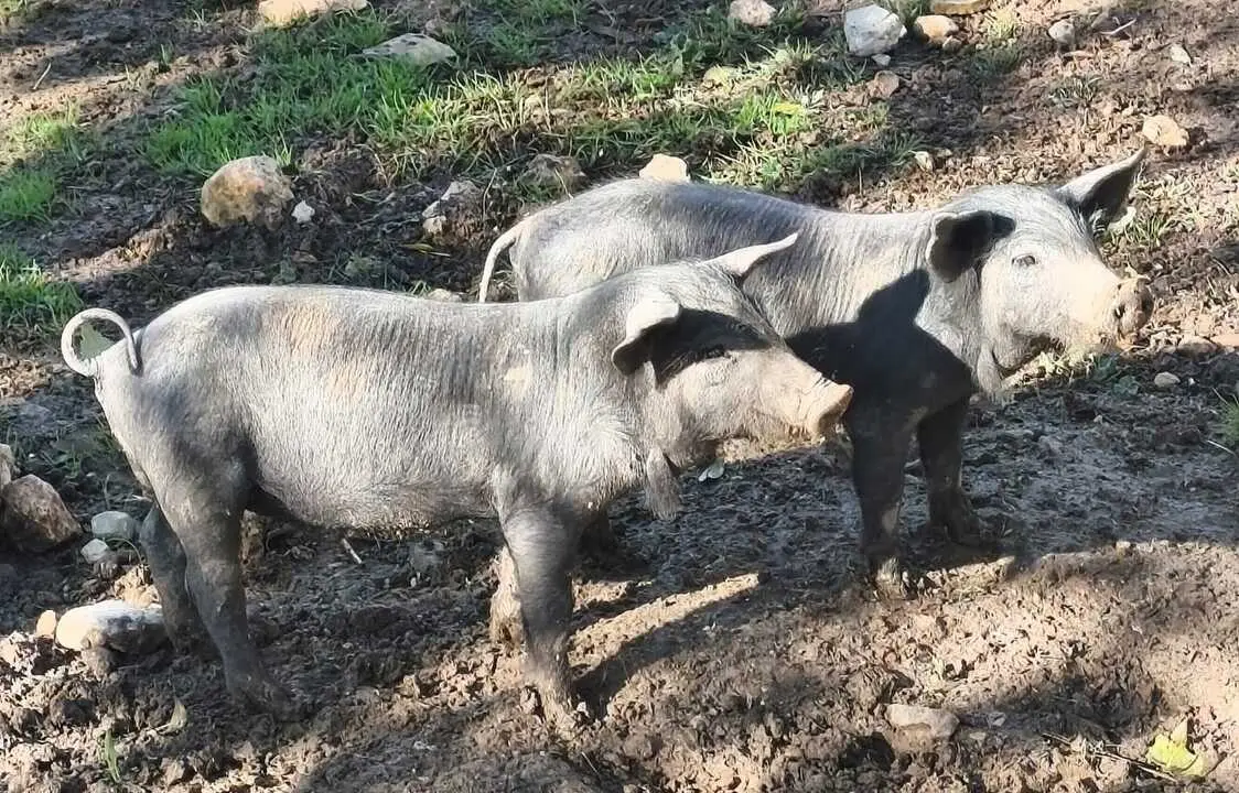 
<p>Recibe un informe del Centro de Investigaci&oacute;n en Sanidad Animal en el que no se descarta esta posibilidad </p>
<p>   BARCELONA, 5 (EUROPA PRESS TELEVISI&Oacute;N)</p>
<p>   El Ministerio de Agricultura ha abierto una nueva investigaci&oacute;n sobre el brote de peste porcina africana (PPA) detectado en el entorno de Collserola (Barcelona) hace una semana, sin descartar que su origen pueda estar en un laboratorio.</p>
<p>   Dicha investigaci&oacute;n se ha abierto despu&eacute;s de que el Centro de Investigaci&oacute;n en Sanidad Animal (CISA-INIA) de Valdeolmos (Madrid), un laboratorio de referencia de la UE, haya enviado a Agricultura un informe en el que abre la puerta a que el brote de peste porcina en Catalunya proceda de un laboratorio, informa el Ministerio este viernes en un comunicado.</p>
<p>   "Todos los virus circulantes en la actualidad en los Estados miembros pertenecen a los grupos gen&eacute;ticos 2-28 y no al nuevo grupo gen&eacute;tico 29 al que pertenece el virus causante del foco en la provincia de Barcelona, muy similar al grupo gen&eacute;tico 1 que circul&oacute; en Georgia en 2007", a&ntilde;ade el comunicado.</p>
<p>   La similitud entre ambos ha despertado las sospechas del laboratorio, ya que "los virus, en condiciones naturales, cuando se propagan mediante ciclos de infecci&oacute;n en animales sufren en mayor o menor medidas cambios en su genoma".</p>
<p>   Por eso, "el hallazgo de un virus similar al que circul&oacute; en Georgia no excluye, por tanto, que su origen pueda estar en una instalaci&oacute;n de confinamiento biol&oacute;gico", a&ntilde;ade el comunicado.</p>
<p>   Asimismo, indica que la cepa del virus 'Georgia 2007' es un virus de "referencia" que se utiliza con frecuencia en infecciones experimentales en instalaciones de confinamiento para realizar estudios del virus o para evaluar la eficacia de las vacunas, que actualmente est&aacute;n en fase de desarrollo.</p>
<p>   As&iacute;, del informe se deduce que cabe la posibilidad de que el origen del virus no est&eacute; en animales o productos de origen animal provenientes de alguno de los pa&iacute;ses en los que actualmente est&aacute; presente la infecci&oacute;n.</p>
<p>   Agricultura aclara que se trata de una investigaci&oacute;n complementaria a la iniciada el pasado 28 de noviembre, fecha en la que se detect&oacute; el brote de peste porcina africana en Cerdanyola del Vall&eacute;s (Barcelona).</p>
<p> IM&Aacute;GENES DISPONIBLES EN EUROPA PRESS TELEVISI&Oacute;N</p>
<p>URL DE DESCARGA: <a target="_blank" href="https://www.europapress.tv/economia/1033967/1/gobierno-investiga-si-brote-peste-porcina-generado-laboratorio">https://www.europapress.tv/economia/1033967/1/gobierno-investiga-si-brote-peste-porcina-generado-laboratorio</a> </p>
<p>TEL&Eacute;FONO DE CONTACTO 91 345 44 06 </p>
      