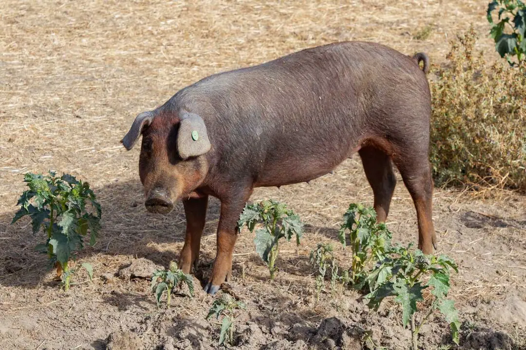 Archivo - Un cerdo en una granja, 