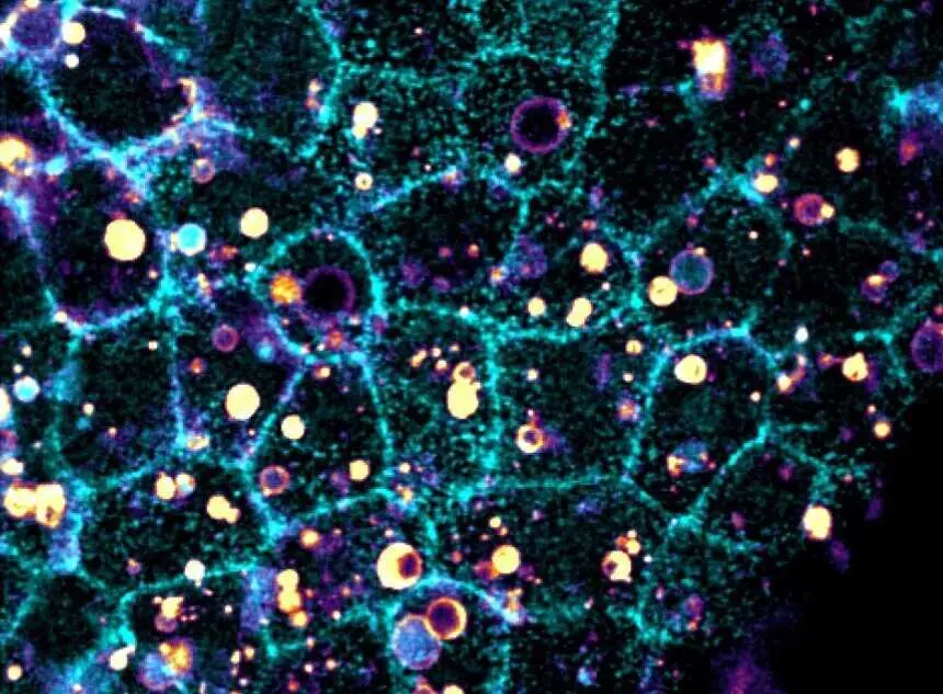 Imagen del tejido epitelial de un embri&oacute;n (celeste) y c&eacute;lulas ingeridas que han sido fragmentadas (amarillo).