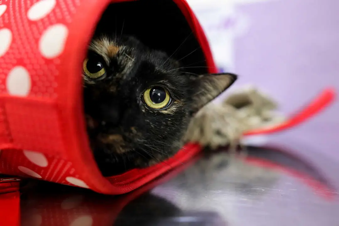 Archivo - Un gato en una consulta 