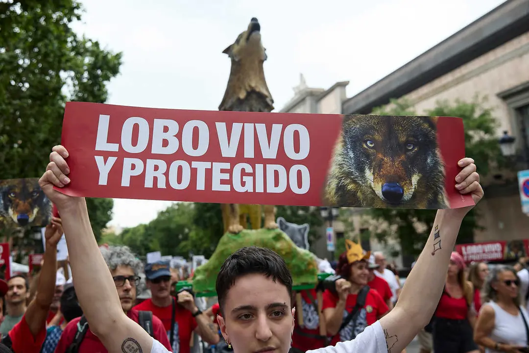 Archivo - Varias personas durante una nueva manifestaci&oacute;n para exigir la protecci&oacute;n del lobo ib&eacute;rico, a 22 de junio de 2025, en Madrid (Espa&ntilde;a). 