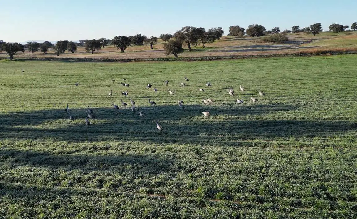 Grullas en Los Pedroches