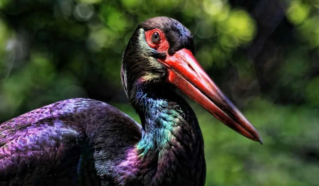 Cig&uuml;e&ntilde;a Negra | Pexels