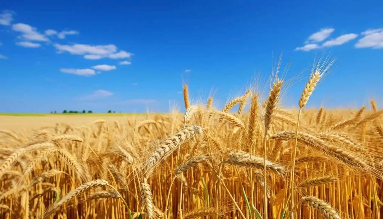 Trigo | Vecteezy.com