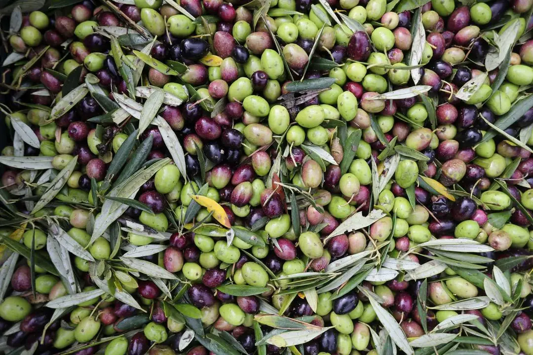 Bendollo, Quiroga, Lugo. &Uacute;ltimos d&iacute;as en la recogida de aceituna, variedades brava y mansa, en los olivares de Aceiroga en Bendollo. Los olivares del valle de Quiroga son los mayores de Galicia y cosechan fundamentalmente aceitunas de las variedades aut&oacute;ctonas brava y mansa. Aceiroga produce unos 3.000 litros anuales de aceite de oliva v&iacute;rgen extra en una producci&oacute;n que va en aumento a&ntilde;o tras a&ntilde;o.