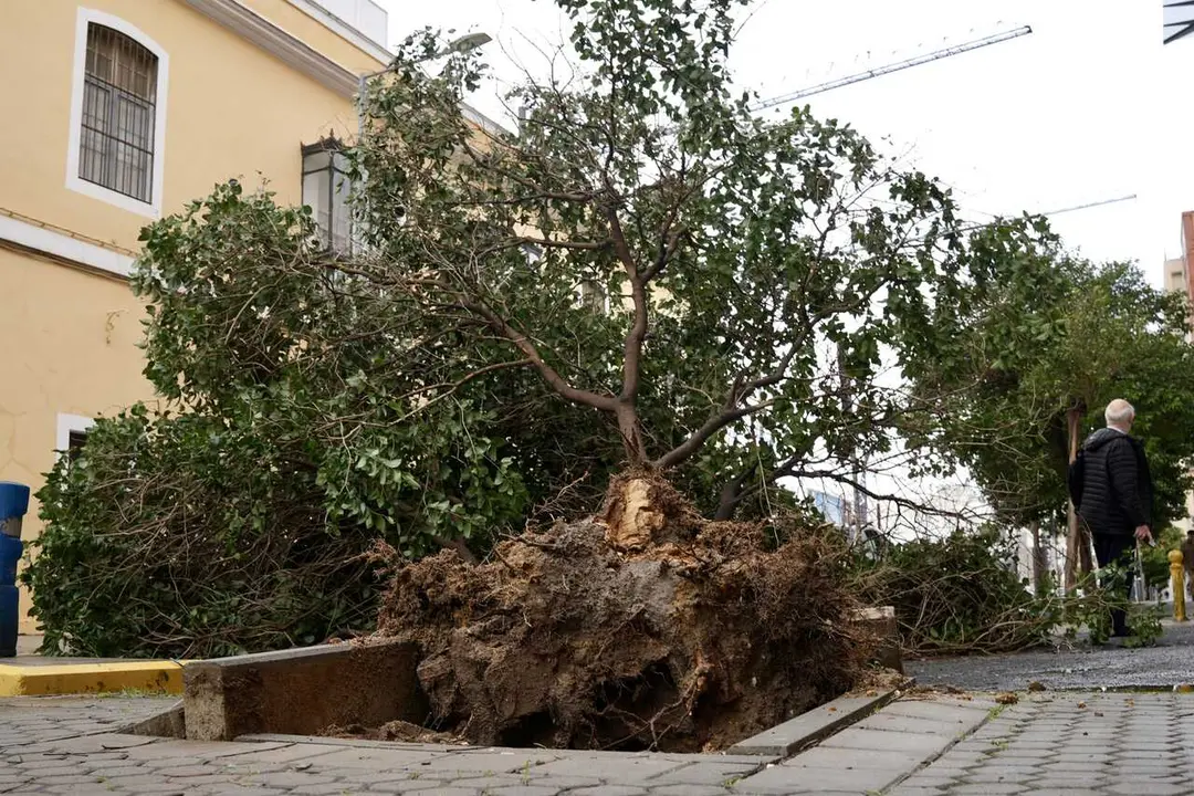 Imagen de un &aacute;rbol ca&iacute;do en la calle Jim&eacute;nez de aranda de Sevilla por el temporal de lluvia y viento que barre a la capital hispalense. 