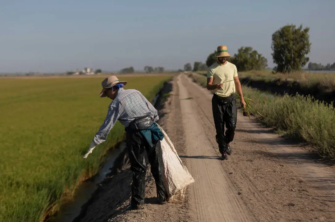 Archivo - Un grupo de jornaleros durante su labor, escardar arroz, en un arrozal en Isla Mayor. A 26 de agosto de 2022 en Sevilla (Andaluc&iacute;a, Espa&ntilde;a).