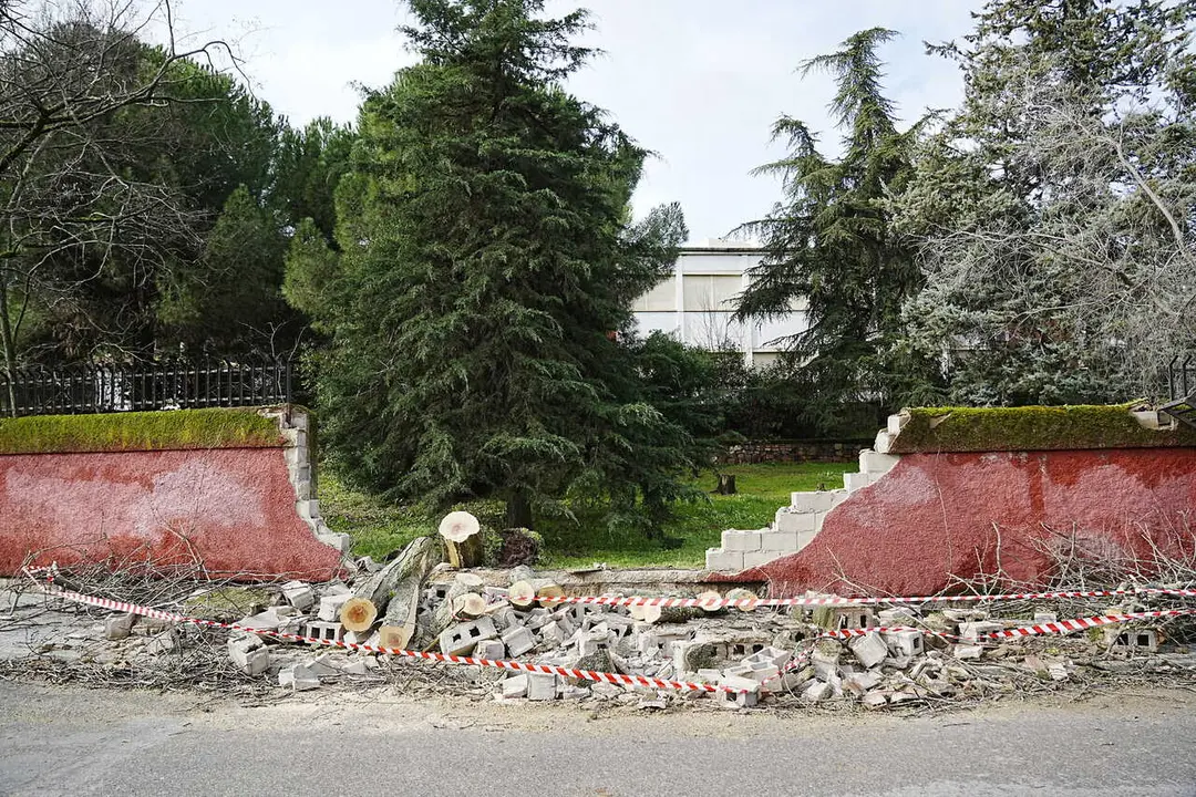 Un &aacute;rbol ca&iacute;do como consecuencia del viento derrumba un muro, a 28 de enero de 2026, en C&aacute;ceres, Extremadura (Espa&ntilde;a). 
