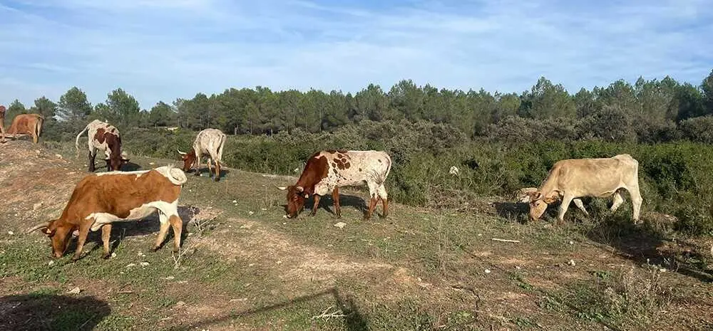 Archivo - El plazo para solicitar las ayudas de la Pol&iacute;tica Agraria Com&uacute;n para 2026 comienza el pr&oacute;ximo 1 de febrero.