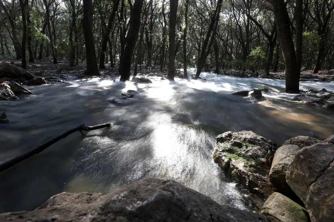Archivo - Ses Fonts Ufanes brotan tras las lluvias, en la finca p&uacute;blica de Gabell&iacute; Petit de la Sierra de Tramuntana, a 10 de febrero de 2023, en Campanet, Mallorca, Islas Baleares (Espa&ntilde;a). 