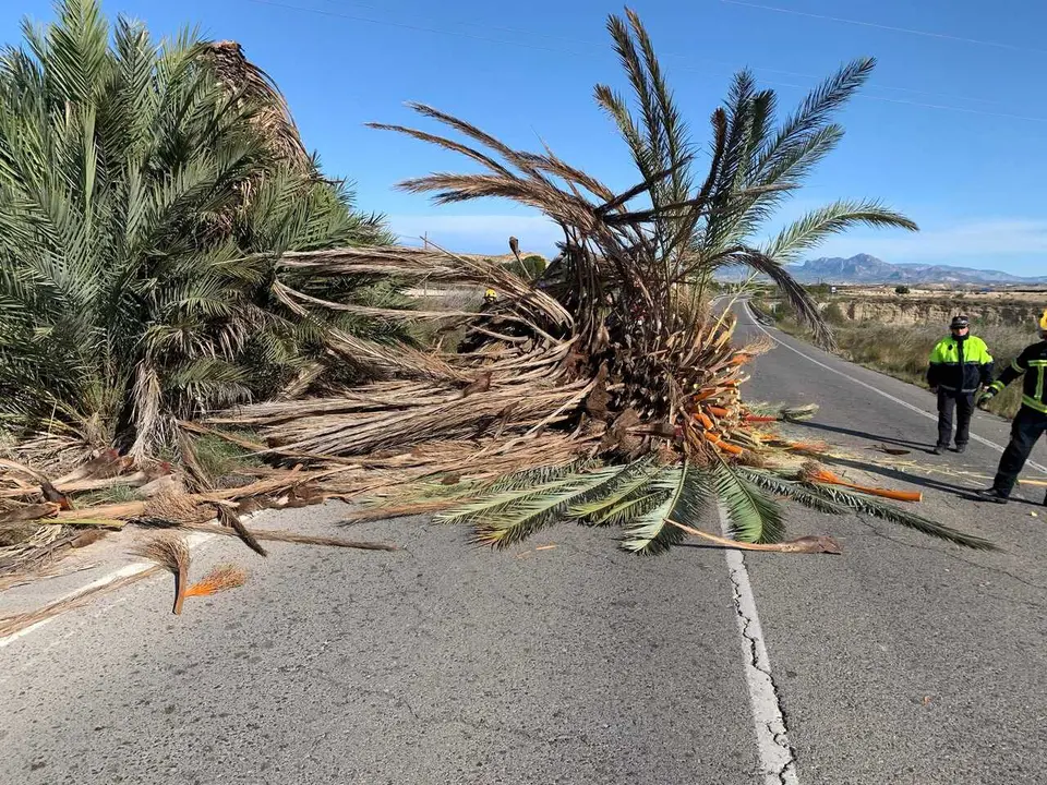 Archivo - Bomberos act&uacute;an en un servicio por una palmera ca&iacute;da por el viento