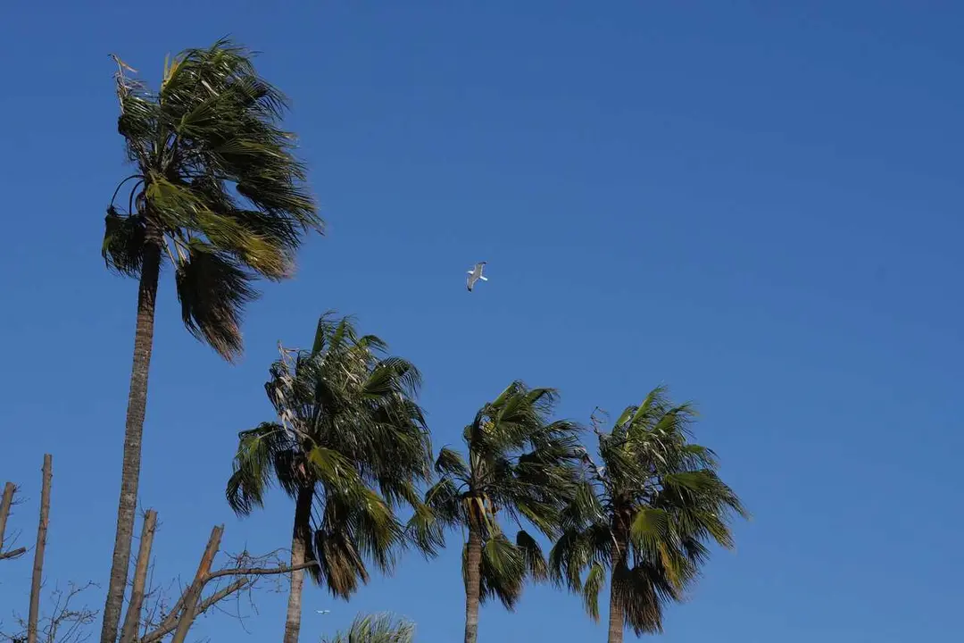 Palmeras bajo los efectos del viento, a 12 de febrero de 2026, en Barcelona, Catalunya (Espa&ntilde;a). 