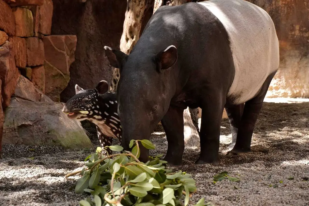 Rawa, hembra de tapir malayo de Bioparc Fuengirola, junto a su cr&iacute;a Tari, nacida el pasado a&ntilde;o dentro del programa europeo de conservaci&oacute;n de la especie.