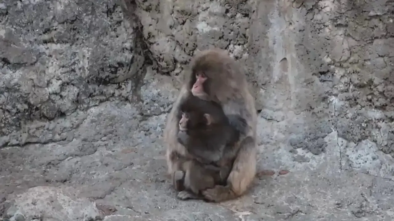 El mono Punch recibe su primer abrazo