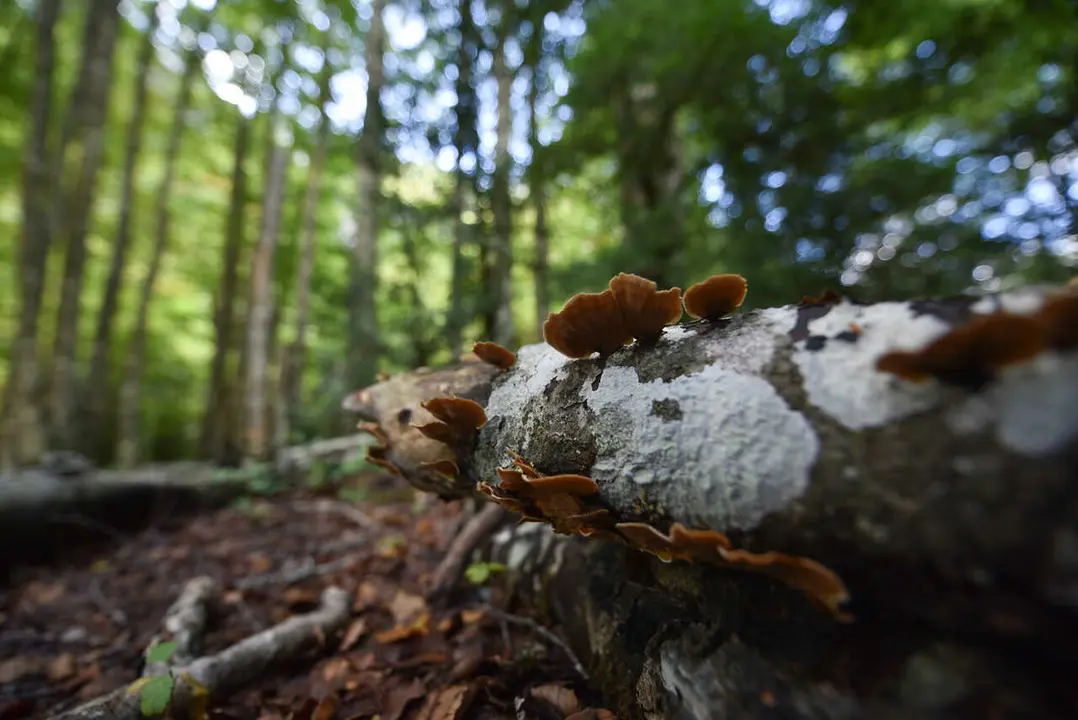 Archivo - Setas en el tronco de un &aacute;rbol  