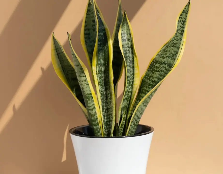 Sansevieria (Lengua de suegra)